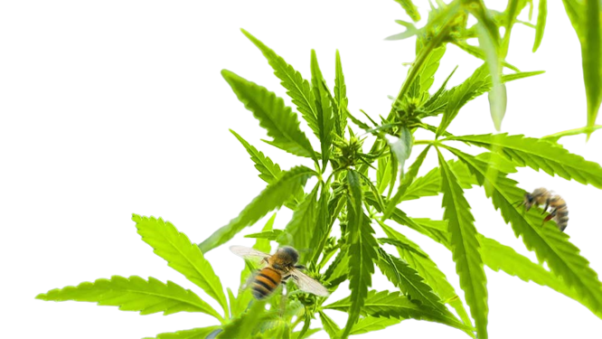 bees-love-cannabis-removebg-preview